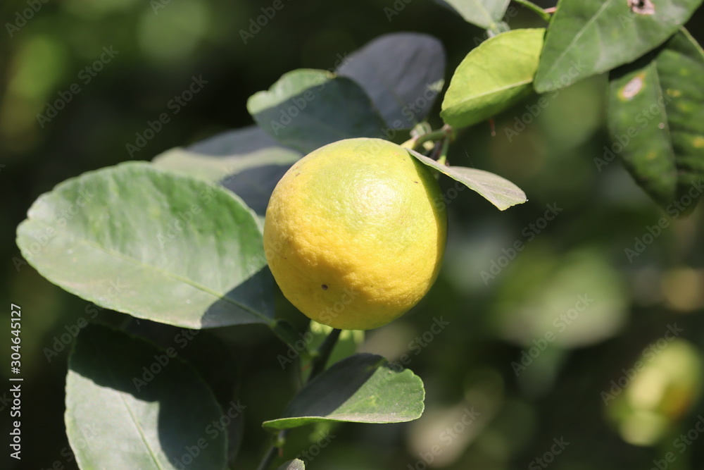 Lemon. Ripe Lemons hanging on tree. Growing Lemon. Lemon garden, Lemon. Ripe Lemons hanging on tree. Growing Lemon. Lemon garden,