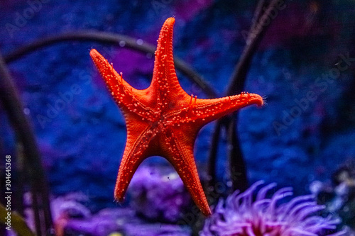 seastar or sea star or starfish orange with blue background