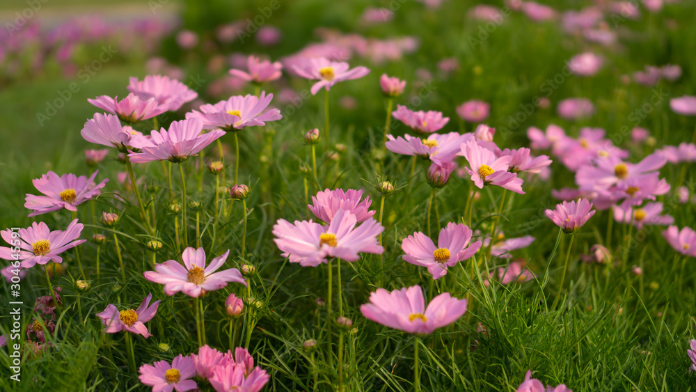Field of beautiful pink petals of Cosmos flowers blossom on green leaves and small bud in a park , on blurred background