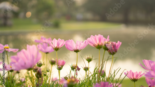 Field of pretty pink petals of Cosmos flowers blossom on green leaves and small bud in a park on blurred background © Arunee