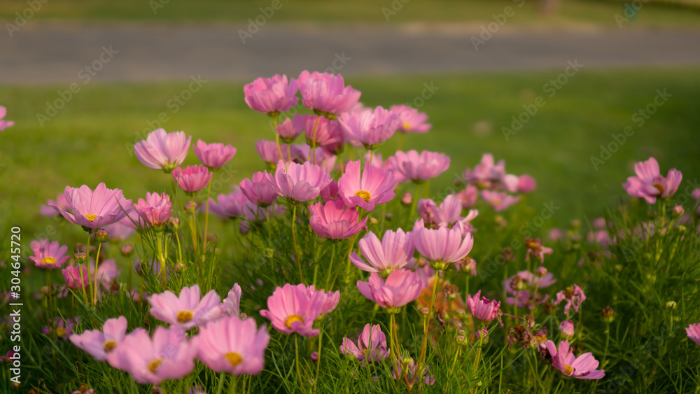 Field of pretty pink petals of Cosmos flowers blossom on green leaves, small bud in a park , blurred lawn, walkway on background Field of pretty pink petals of Cosmos flowers blossom on green leaves, small bud in a park , blurred lawn, walkway on background