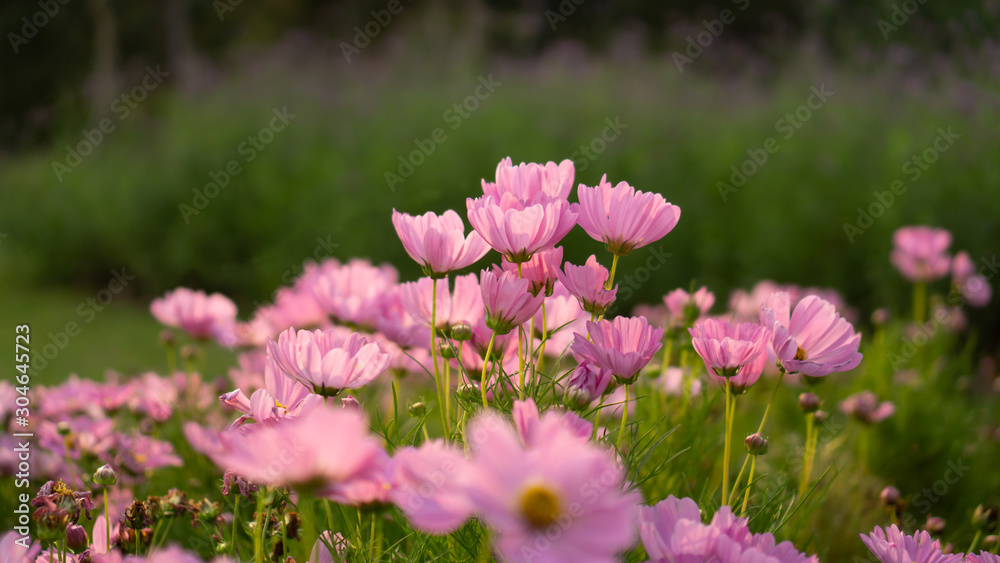 Field of pretty pink petals of Cosmos flowers blossom on green leaves, small bud in a park , blurred lawn, walkway on background Field of pretty pink petals of Cosmos flowers blossom on green leaves, small bud in a park , blurred lawn, walkway on background