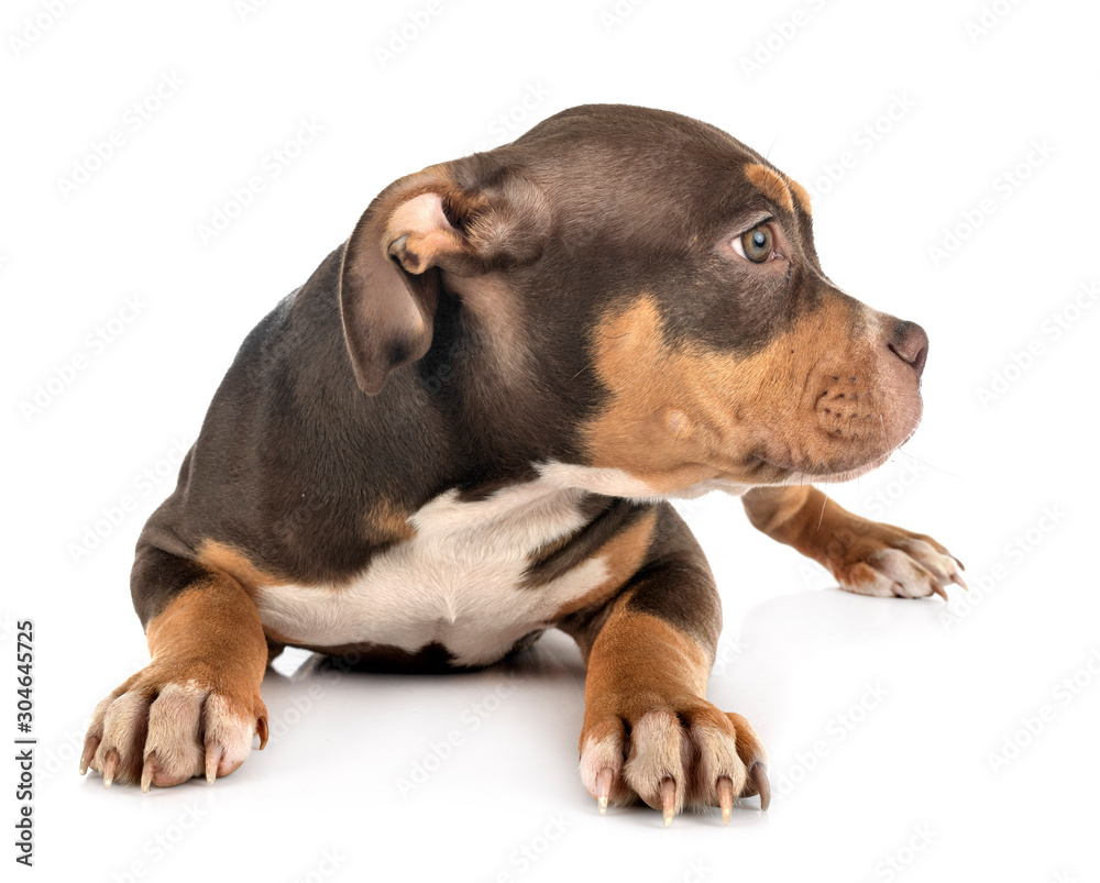 Obraz premium american bully in studio