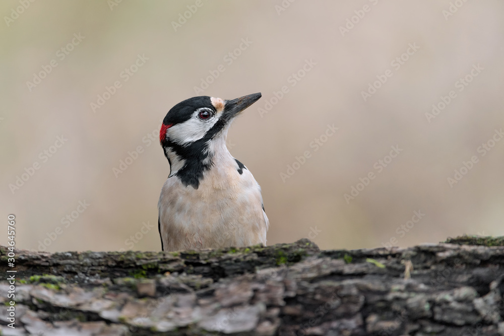 Naklejka premium Face to face with the Great spotted woodpecker (Dendrocopos major)