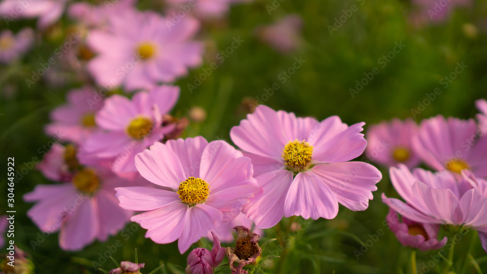 Field of pretty pink petals of Cosmos flowers blossom on green leaves, small bud in a park , blurred background Field of pretty pink petals of Cosmos flowers blossom on green leaves, small bud in a park , blurred background
