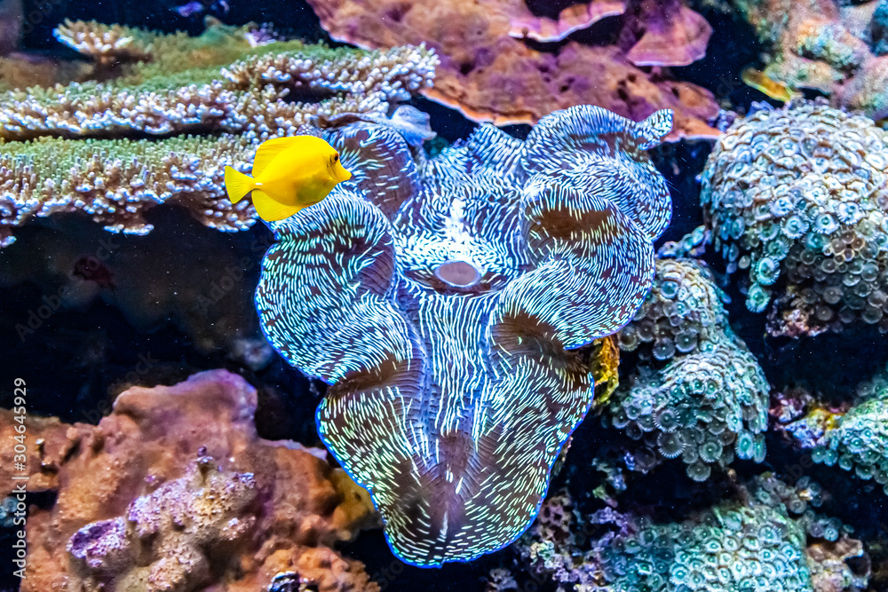 Fototapeta premium Coral and yellow tang tropical fish