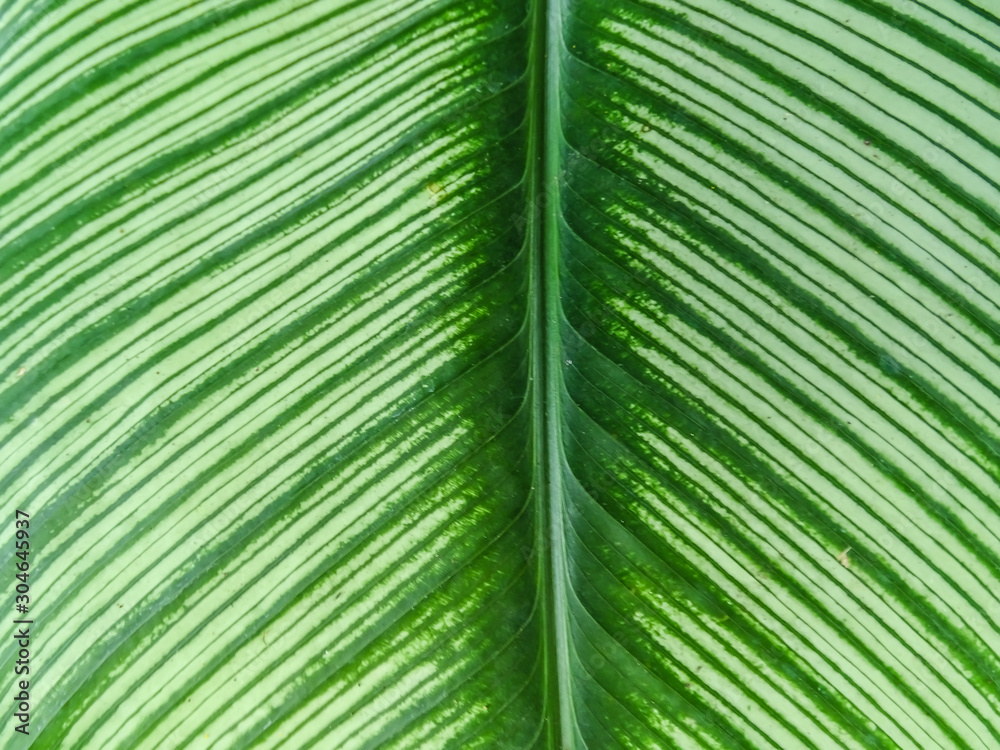 Calathea cv. Sanderiana leaf for background. Calathea cv. Sanderiana leaf for background.