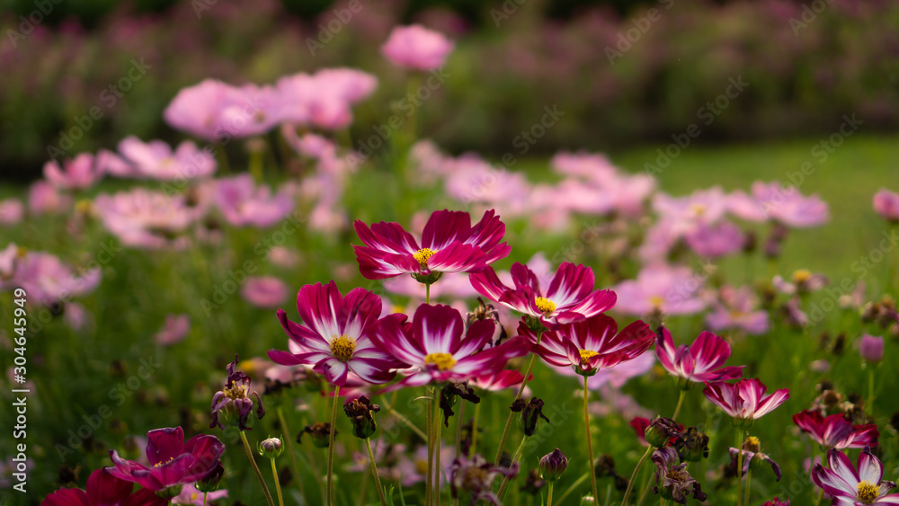 Field of pretty red and pink petals of Cosmos flowers blossom on green leaves, small bud in a park , blurred lawn and purple flowering on background