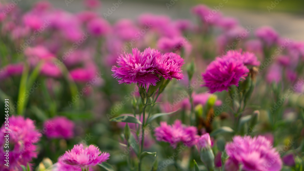 Field of beautiful pink petals of Carnation flower blossom on green leaves blurred background, known as Clove pink Field of beautiful pink petals of Carnation flower blossom on green leaves blurred background, known as Clove pink