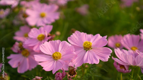 Field of pretty pink petals of Cosmos flowers blossom on green leaves  small bud in a park   blurred  background