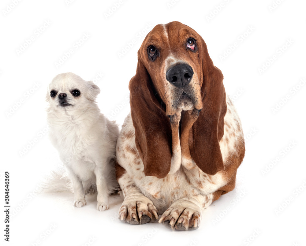 basset hound and chihuahua