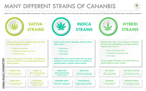 Many Different Strains of Cannabis horizontal business infographic illustration about cannabis as herbal alternative medicine and chemical therapy, healthcare and medical science vector.