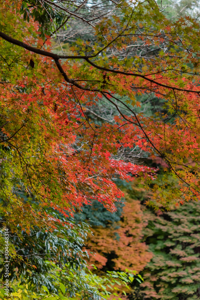 紅葉