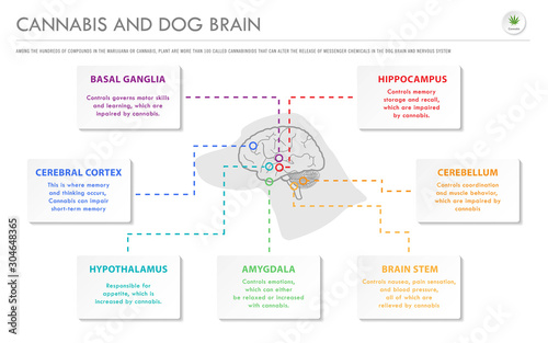 Cannabis and Dog Brain horizontal business infographic illustration about cannabis as herbal alternative medicine and chemical therapy, healthcare and medical science vector.