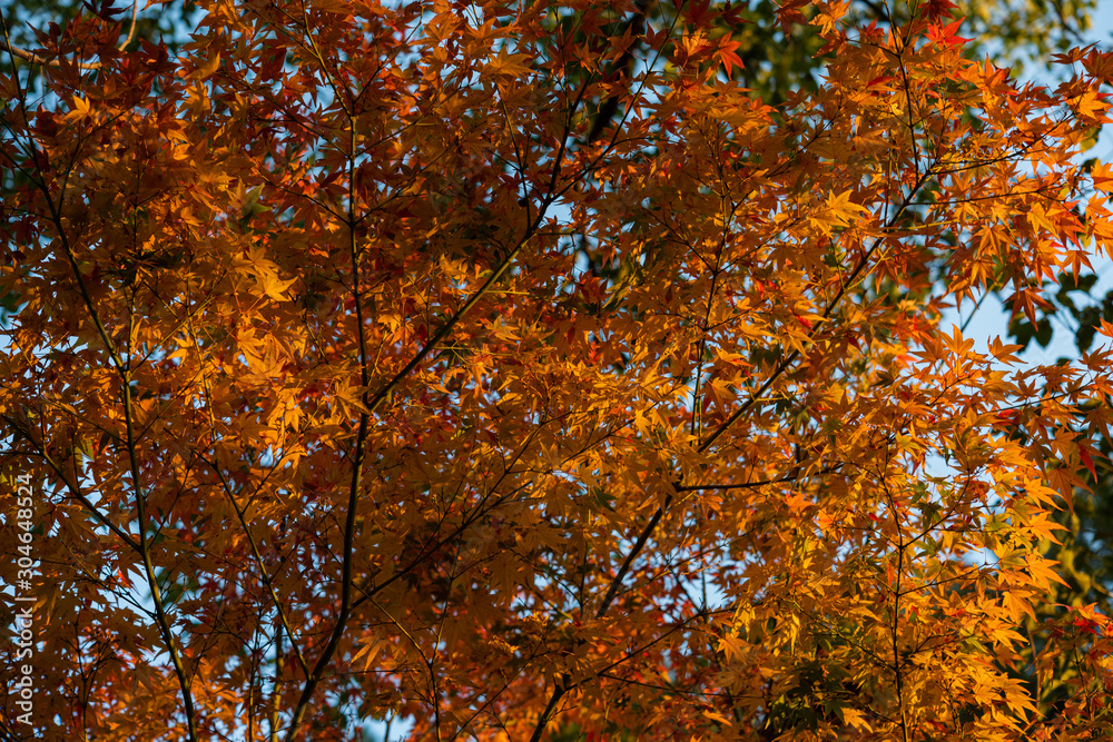 秋の風景