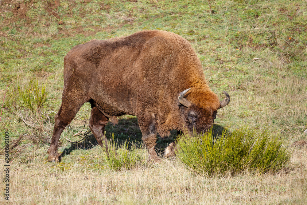 Bison bonasus. Macho de bisonte europeo. Cordillera Cantábrica, España.