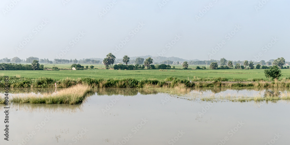 Landscape Scenery of Agriculture field in Agrarian India. A Traditional Rice farm horizon during monsoon. Typical tropical green countryside harvest of Indian agricultural land.