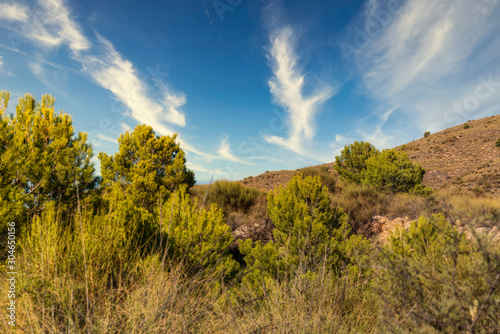 trees in the Beninar area (Spain)
