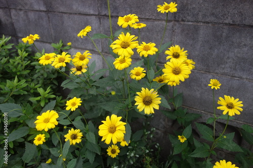 初夏の黄色い菊芋の花