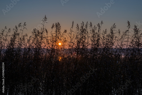 the sun shines through the reeds at sunset