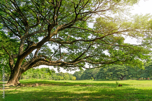 Fototapeta Naklejka Na Ścianę i Meble -  The greenery leaves branches of big Rain tree sprawling cover on green grass lawn under sunshine morning, plenty trees on background in the publick park
