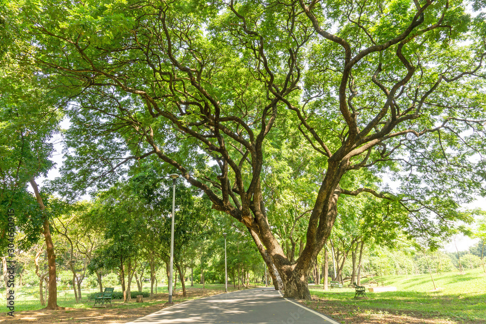 The greenery leaves branches of big Rain tree sprawling cover on asphalt pavement walkway and jogging track, green grass lawn under sunshine morning, plenty trees on background in the publick park