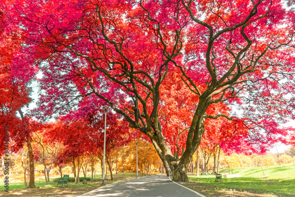 The big Rain trees plant with colorful leaves, pink orange and yellow leaf in autumn season under sunshine morning, on green grass lawn in a park