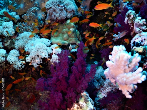 Fototapeta Naklejka Na Ścianę i Meble -  koral ryby morza czerwonego nurkowanie podwodne 