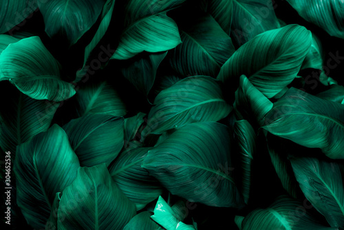 leaves of Spathiphyllum cannifolium, abstract green texture, nature background, tropical leaf photo