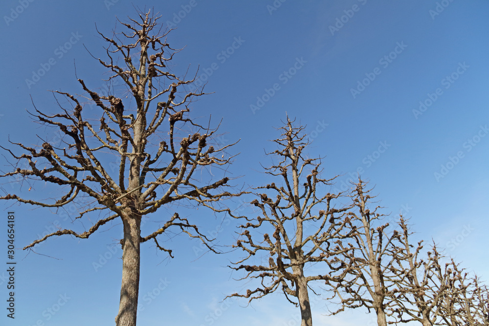 kahle Bäume