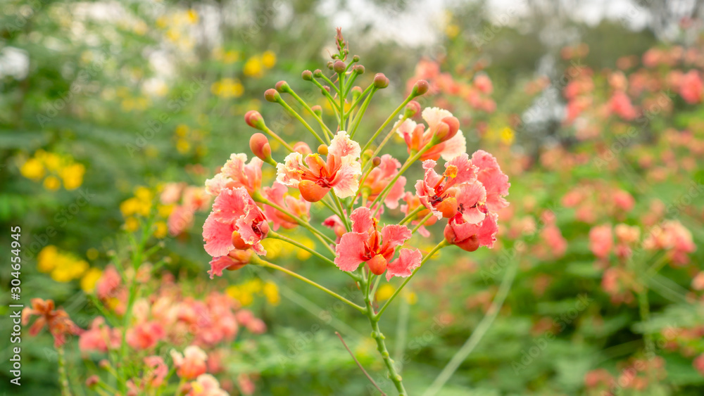 Bunch of orange petals Peacock's crest know as Pride of barbados or Flower fecne blooming on green leaves blurred background in a garden