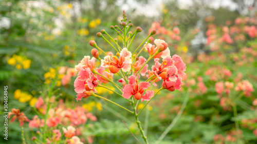 Bunch of orange petals Peacock's crest know as Pride of barbados or Flower fecne blooming on green leaves blurred background in a garden © Arunee