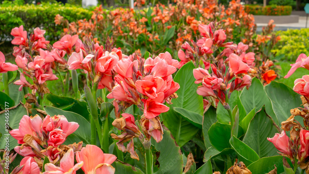 Fields of pink petals of Canna Lily know as Indian short plant or Bulsarana flower blossom on green leaves in a garden