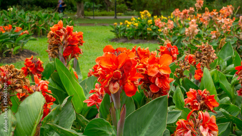 Fields of orange petals of Canna Lily know as Indian short plant or Bulsarana flower blossom on green leaves in a garden