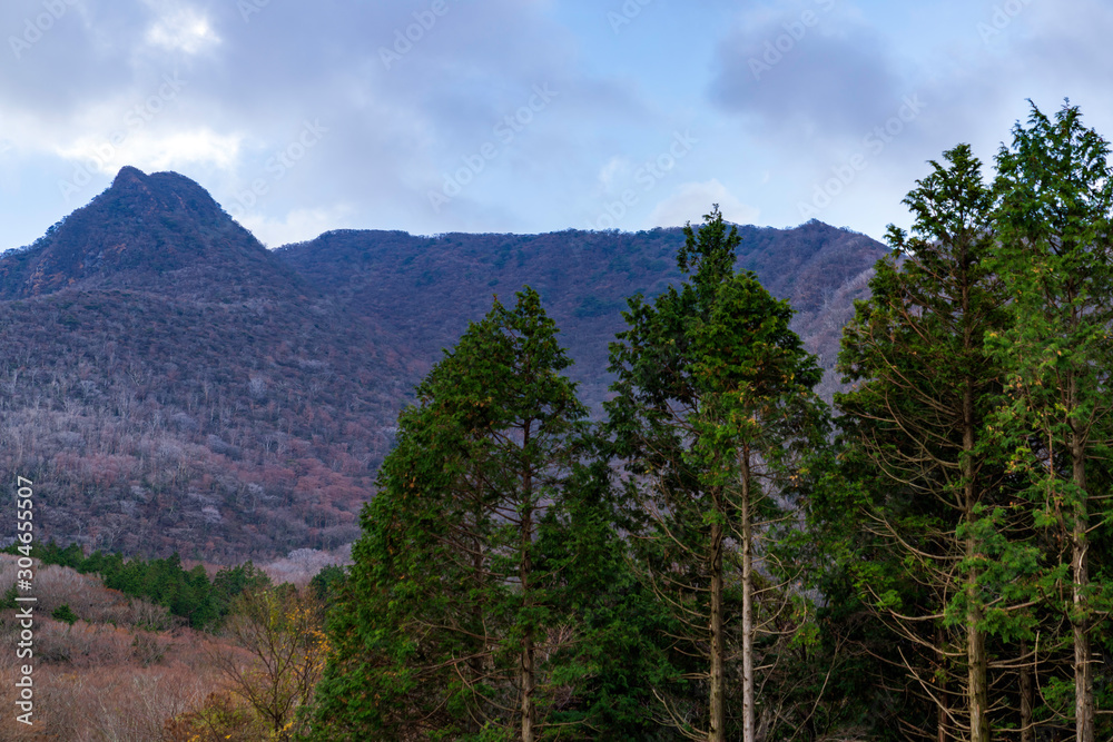 Obraz premium 箱根の山と杉