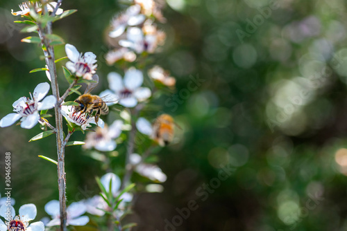 Honey bee on New Zealand Manuka flower