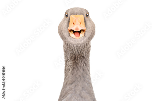 Portrait of a funny pretty goose, closeup, isolated on white background photo