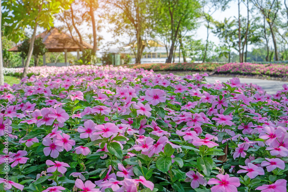 Pink West Indian perwinkle petals on green glossy oval leafs under the trees in the park that decorate with flowering plant, known as Madagascar periwinkle, Pinkle-pinkle, Old maid and cayenne jasmine Pink West Indian perwinkle petals on green glossy oval leafs under the trees in the park that decorate with flowering plant, known as Madagascar periwinkle, Pinkle-pinkle, Old maid and cayenne jasmine