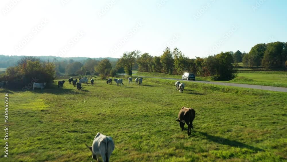 A car drives through an agricultural area of grazing cattle. A car drives through an agricultural area of grazing cattle.