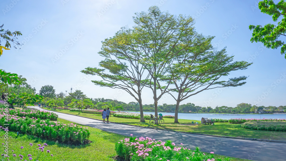 Landscaping and good maintenance of public park, groups of big tree on green grass lawn and garden of flowering plant  as a Cosmos, a couple walking on concrete walkway by blue lake