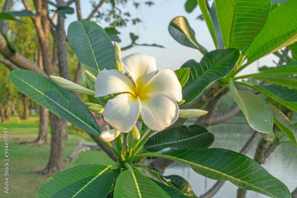 A bunch of beautiful white and yellow petals Plumeria blooming on green leaves, beside the lake in a park, know as another name are Temple tree, Frangipani, Graveyard tree A bunch of beautiful white and yellow petals Plumeria blooming on green leaves, beside the lake in a park, know as another name are Temple tree, Frangipani, Graveyard tree
