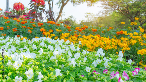 A field of pretty white petals of Wishbone flower blooming on green leaves, yellow Cosmos and orange Marigold in background, under green tree, known as Bluewings or Torenia, flowering plant 