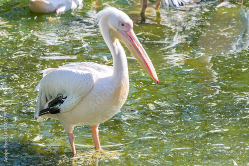 Great white pelican (Pelecanidae) sitting in a pond