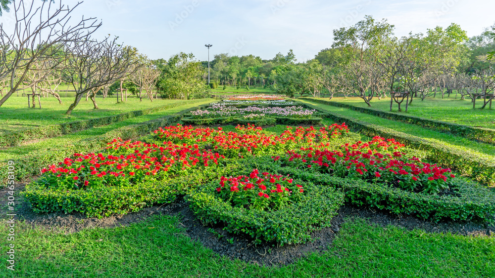 Formal garden style, red Madagascar periwinkle and colorful flowering plant blooming in a green leaf of Philippine tea plant border among big trees under blue sky in a good care landscaping