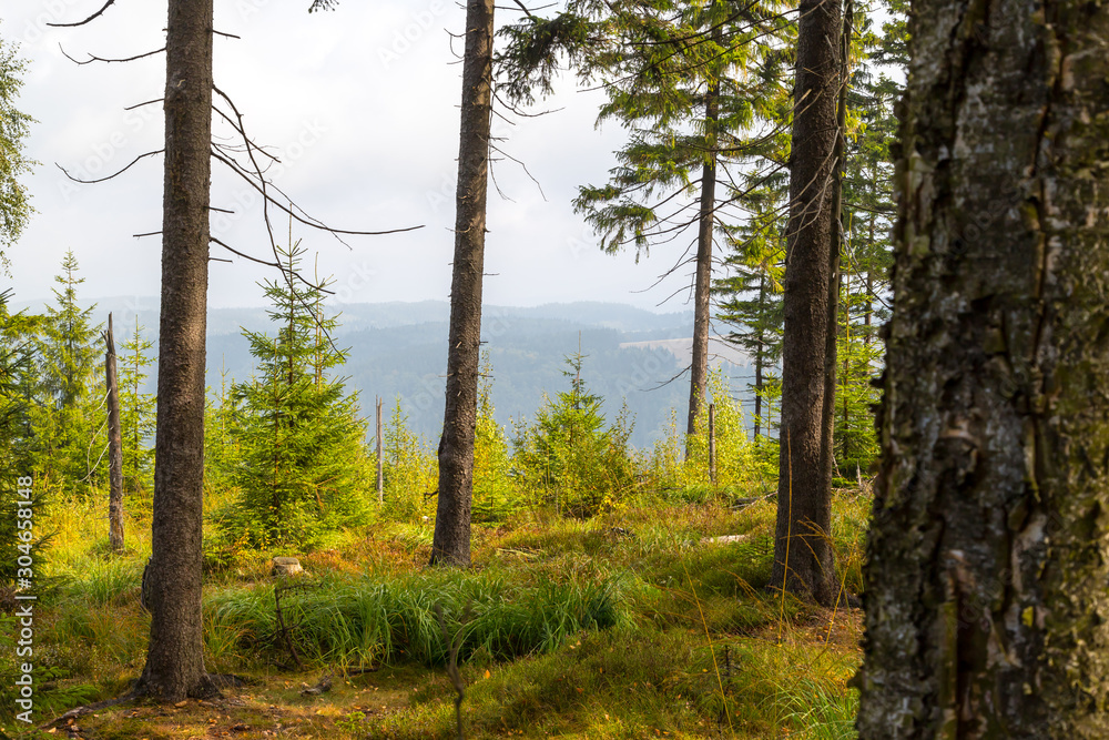 Obraz premium Pine forest in the mountains and valley far below