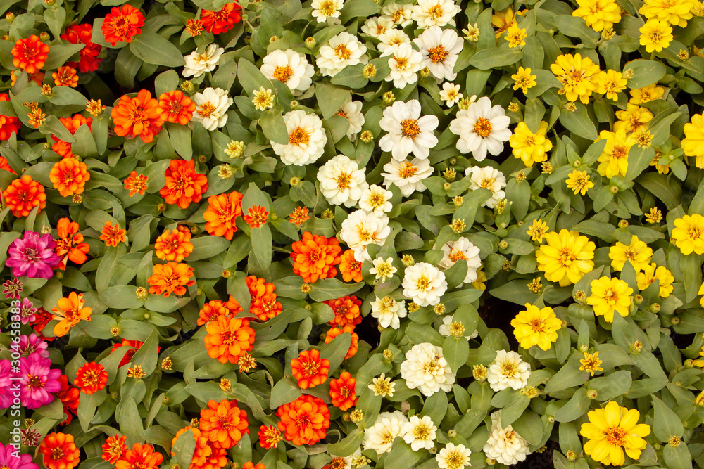 Yellow, orange and white petals of Narrowleaf Zinnia blooming on small bud and green leaves, know as Classic Zinnia is an annual flowering plant in Asteraceae family