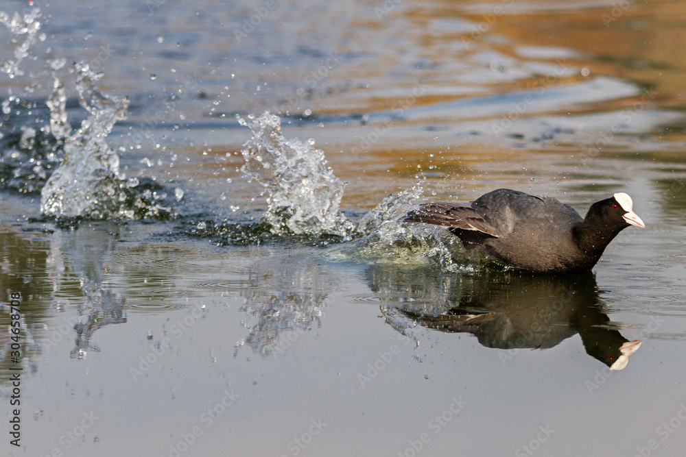 coot quickly swims across the lake making a spray coot quickly swims across the lake making a spray