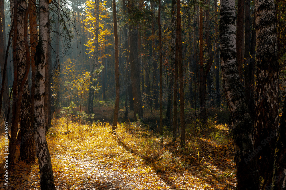 Obraz premium the path in the autumn forest