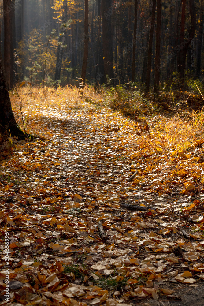 the path in the autumn forest the path in the autumn forest