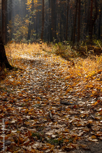 the path in the autumn forest